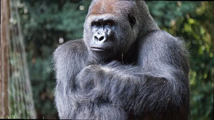 how long does london dungeon last