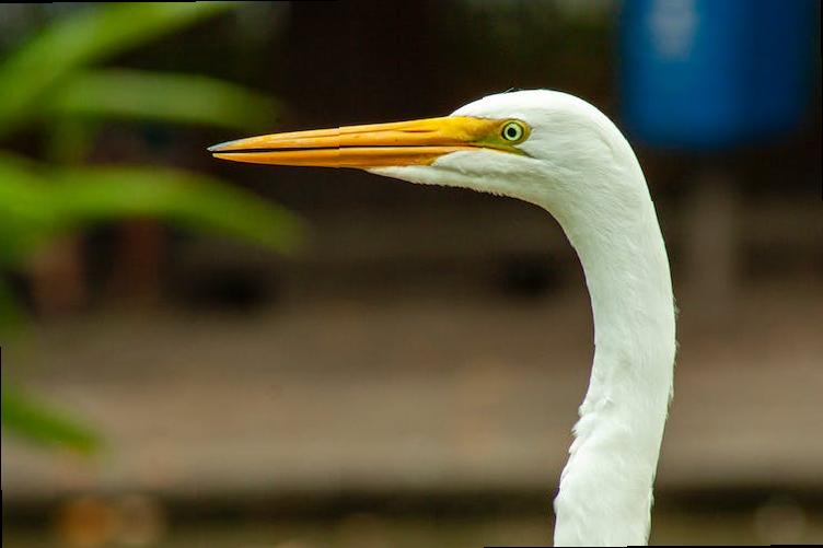 how to apply london school of economics