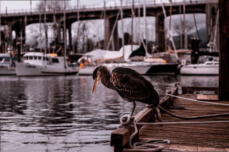 how to apply london school of economics