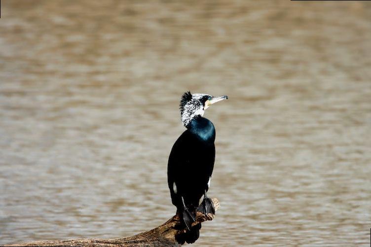 how to stop a london bus