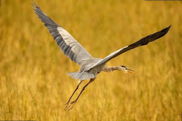 reasons to study in london